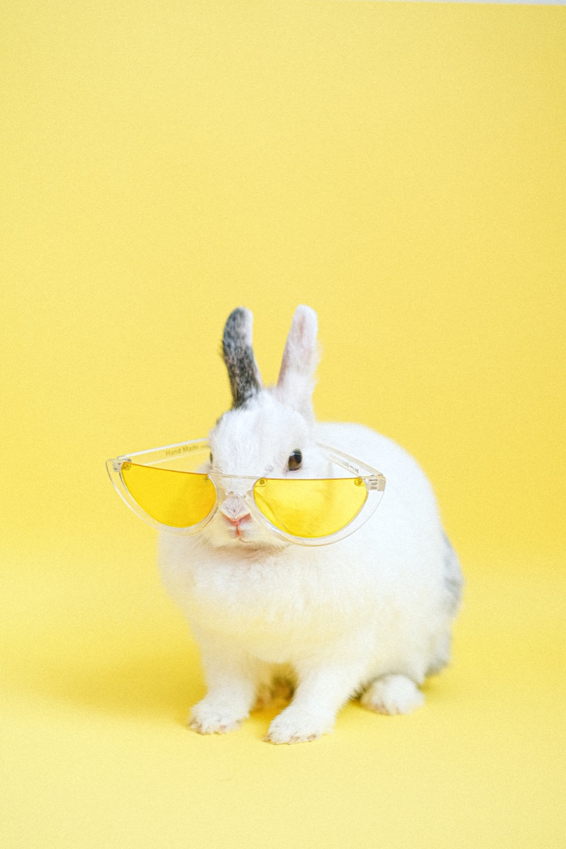 Obraz králíka s brýlemi